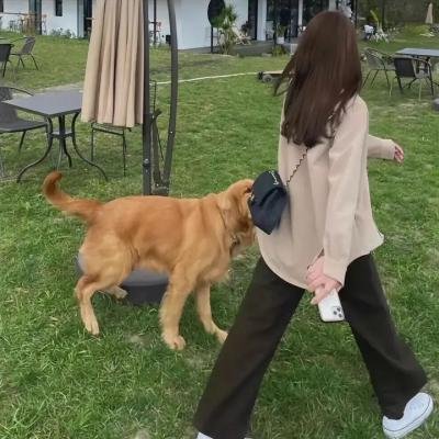 直立象传说